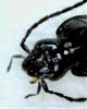 Agonum gracile